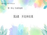 四年级上册科学课件-1.2《开花和结果》｜粤教版(共44张PPT)