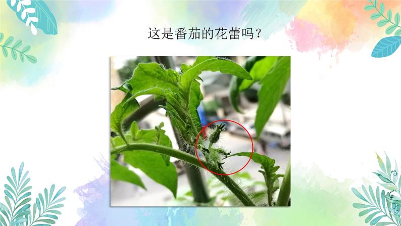 四年级上册科学课件-1.2《开花和结果》｜粤教版(共44张PPT)03