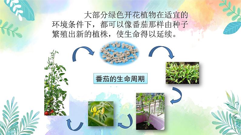 四年级上册科学课件-1.4《专题探究：可以不用种子繁殖吗》｜粤教版  共37张03