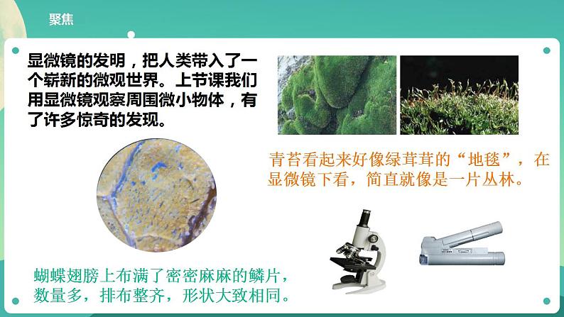 教科版六上科学  1.4《观察洋葱表皮细胞》课件+教案+练习+素材02