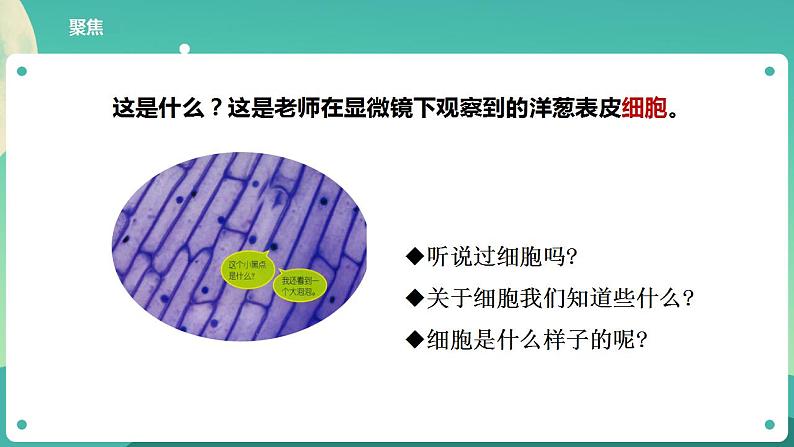 教科版六上科学  1.4《观察洋葱表皮细胞》课件+教案+练习+素材03