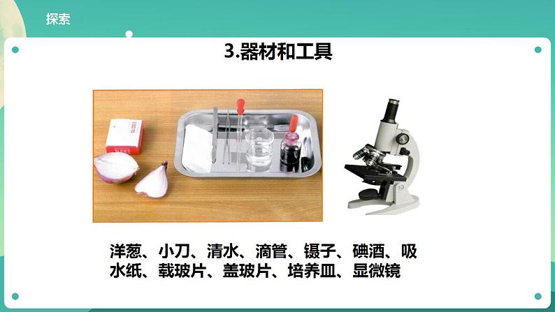 教科版六上科学  1.4《观察洋葱表皮细胞》课件+教案+练习+素材08