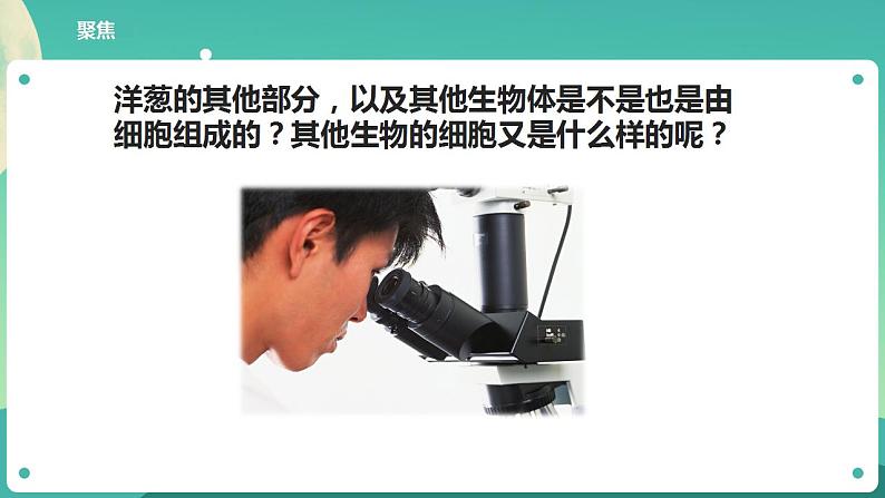 教科版六上科学  1.5《观察更多的生物细胞》课件+教案+练习+素材03