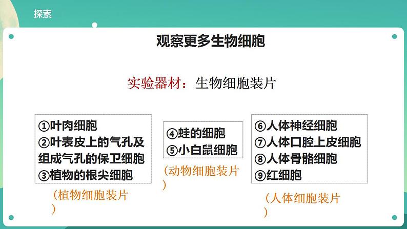 教科版六上科学  1.5《观察更多的生物细胞》课件+教案+练习+素材04