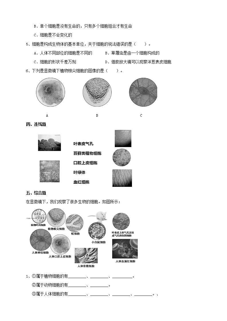 教科版六上科学  1.5《观察更多的生物细胞》课件+教案+练习+素材02