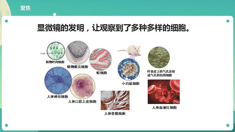 教科版六上科学  1.6《观察水中微小的生物》课件+教案+练习+素材02