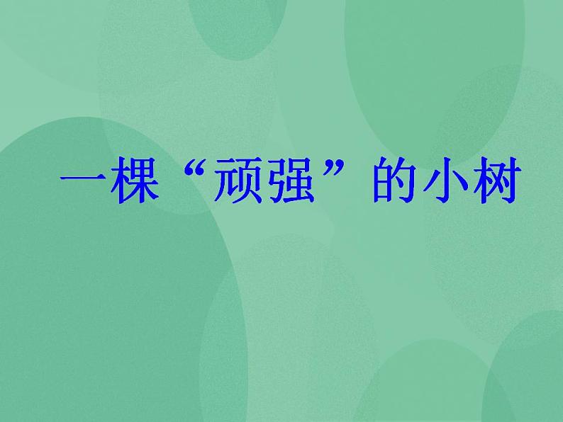 湘教版6上科学 1.1 一颗“顽强”的小树 课件第1页