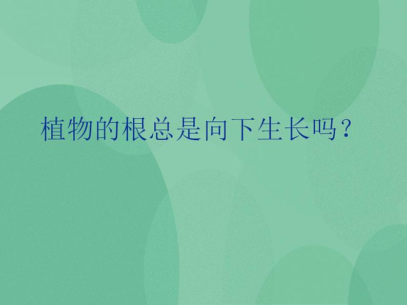 湘教版6上科学 1.1 一颗“顽强”的小树 课件第4页