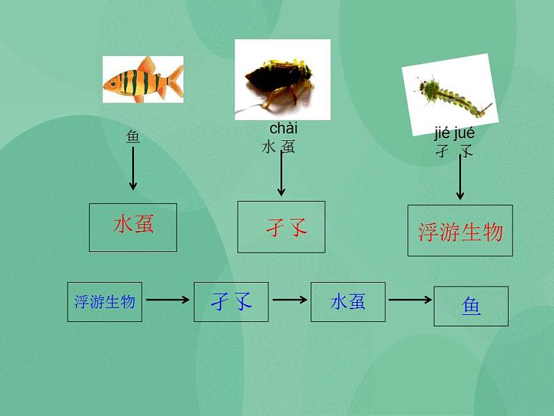 湘教版6上科学 1.3 走进池塘 课件第2页