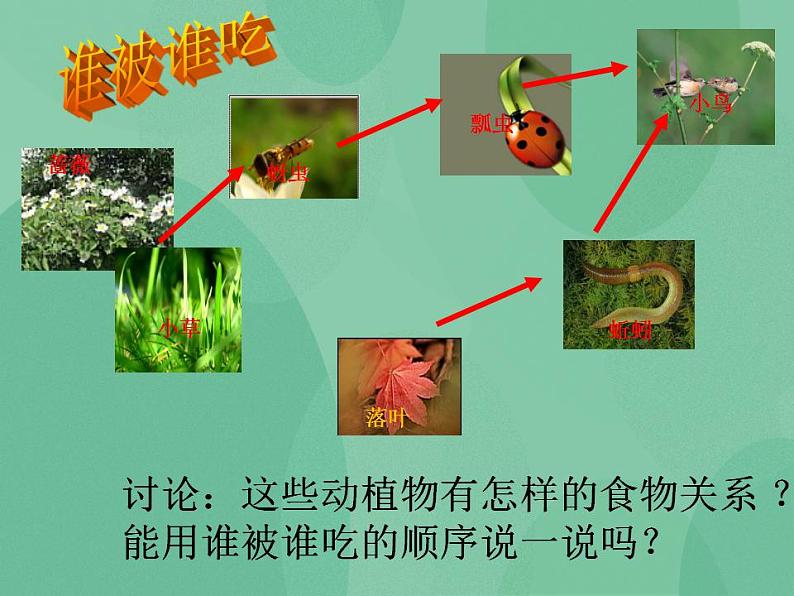 湘教版6上科学 1.3 走进池塘 课件第3页