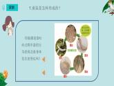 小学科学 教科版 三年级下册 蚕变了新模样 课件