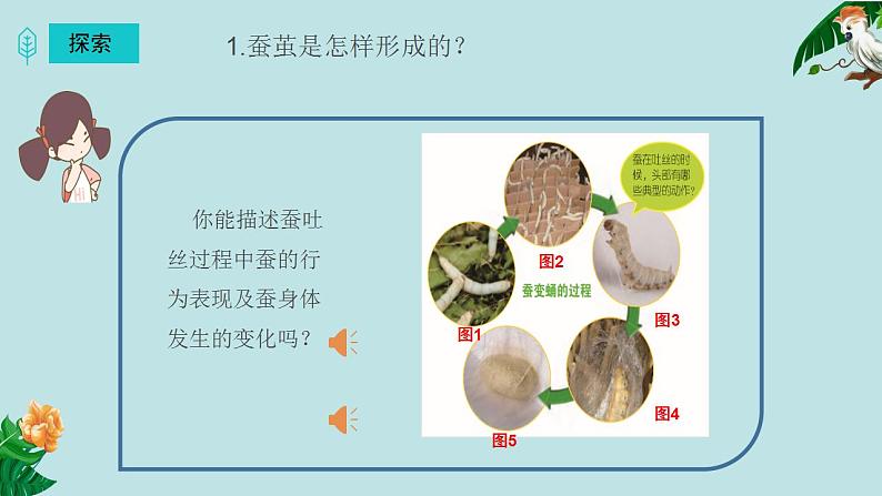 小学科学 教科版 三年级下册 蚕变了新模样 课件05