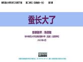 小学科学 教科版 三年级下册《蚕长大了》教学 课件