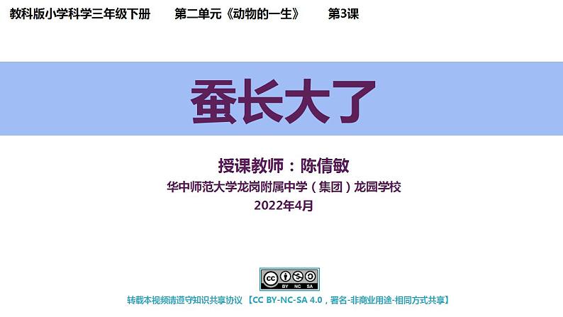 小学科学 教科版 三年级下册《蚕长大了》教学 课件01