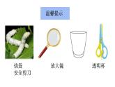 小学科学 教科版 三年级下册《蚕长大了》教学 课件