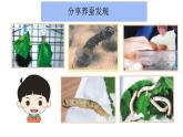 小学科学 教科版 三年级下册《蚕长大了》教学 课件