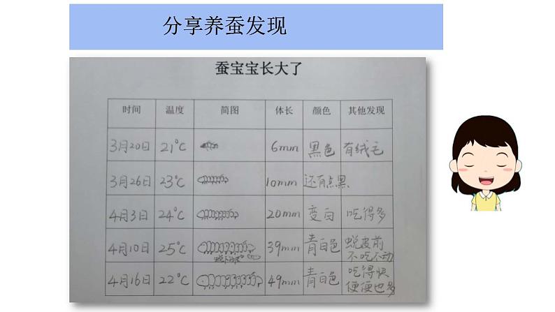 小学科学 教科版 三年级下册《蚕长大了》教学 课件05