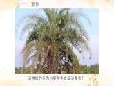 小学科学 教科版 三年级下册《动物的繁殖》课件