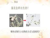 小学科学 教科版 三年级下册《动物的繁殖》课件