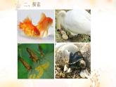 小学科学 教科版 三年级下册《动物的繁殖》课件