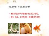 小学科学 教科版 三年级下册《动物的繁殖》课件