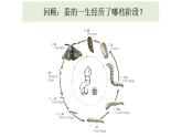 小学科学 教科版 三年级下册 动物的一生教学 课件