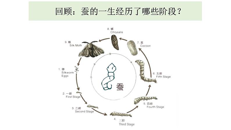 小学科学 教科版 三年级下册 动物的一生教学 课件02