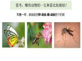 小学科学 教科版 三年级下册 动物的一生教学 课件