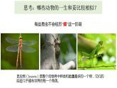 小学科学 教科版 三年级下册 动物的一生教学 课件