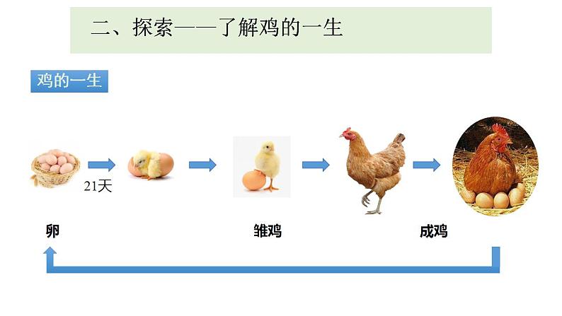 小学科学 教科版 三年级下册 动物的一生教学 课件08