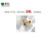 小学科学 教科版 三年级下册 茧中钻出了蚕蛾 课件