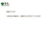 小学科学 教科版 三年级下册 茧中钻出了蚕蛾 课件