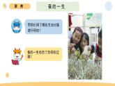 小学科学 教科版 三年级下册《蚕的一生》教学 课件