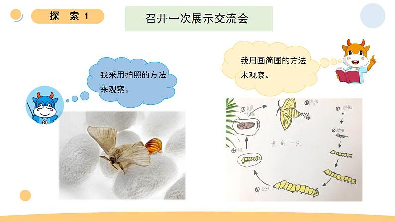 小学科学 教科版 三年级下册《蚕的一生》教学 课件04