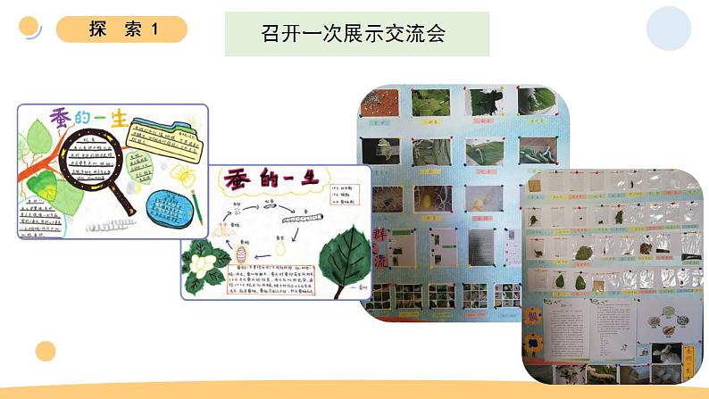 小学科学 教科版 三年级下册《蚕的一生》教学 课件07