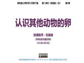 小學科學 教科版 三年級下冊《認識其他動物的卵》課件