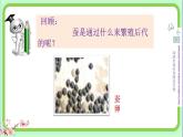 小學科學 教科版 三年級下冊《認識其他動物的卵》課件