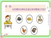 小學科學 教科版 三年級下冊《認識其他動物的卵》課件