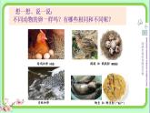 小學科學 教科版 三年級下冊《認識其他動物的卵》課件