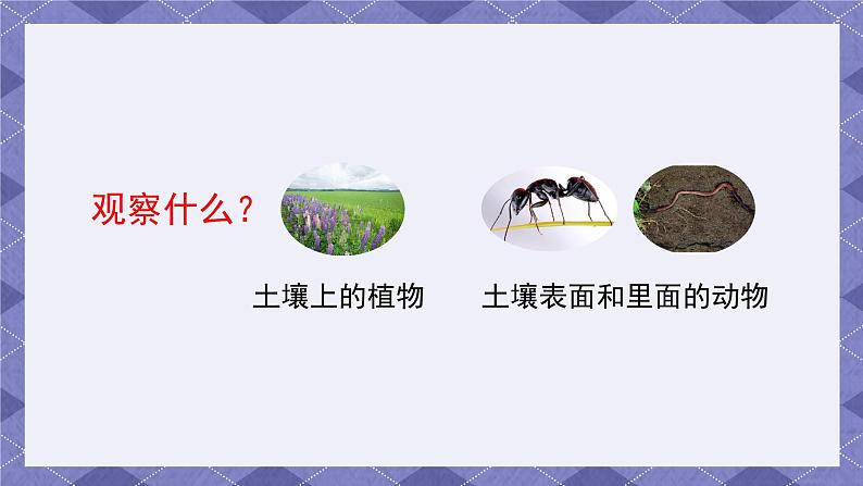 1.2《土壤—动植物的乐园》课件+教案+素材06