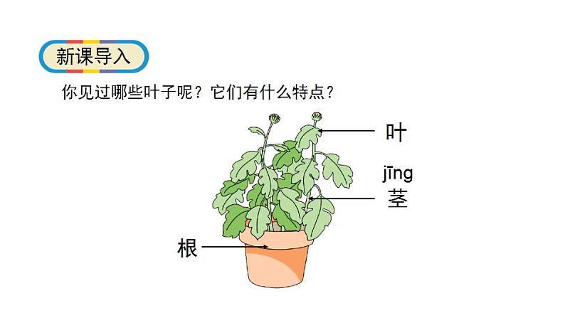 1.3《观察叶》科学一年级上册  教科版课件02