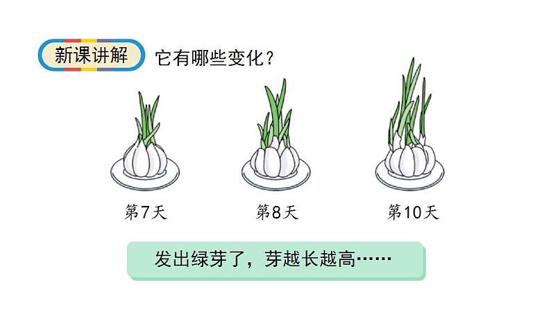 1.5《植物是“活”的吗》科学一年级上册-教科版课件07