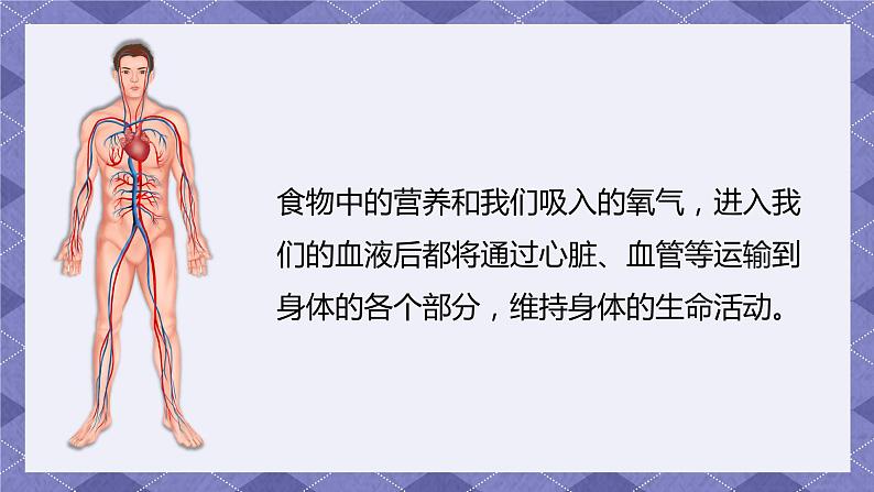 4.3《心脏和血液》PPT课件+教案+视频素材 教科版（2019）科学五上03