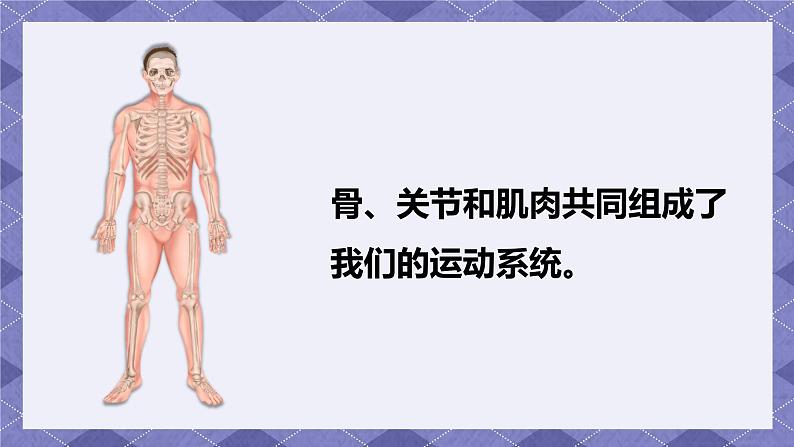 4.2《身体的运动》PPT课件+教案+视频素材 教科版（2019）科学五上03