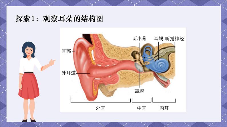 1.4《我们是怎样听到声音的》 课件+教案  教科版科学四年级上册03