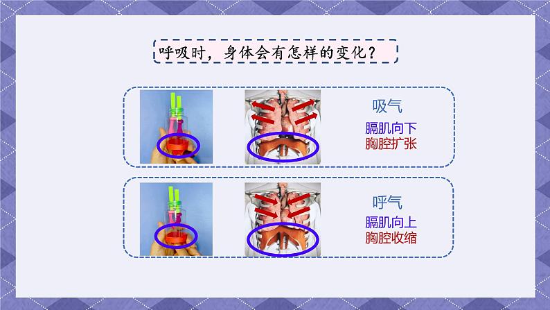 第二单元《呼吸和消化》单元整理 课件第6页