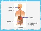 四年級(jí)上冊(cè)科學(xué)-2.8 食物在身體里的旅行  課件+素材 教科版