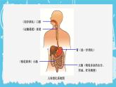 四年级上册科学-2.8 食物在身体里的旅行  课件+素材 教科版