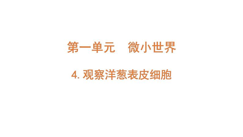 2022-2023 教科版科学 六年级上册 1-4 《观察洋葱表皮细胞》 课件第1页