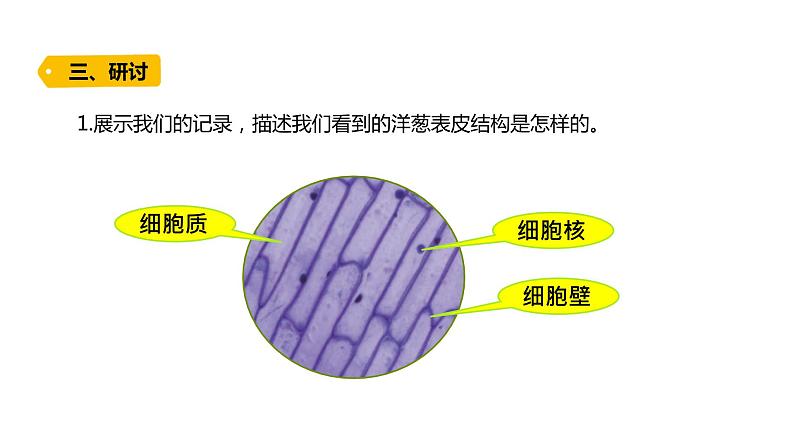 2022-2023 教科版科学 六年级上册 1-4 《观察洋葱表皮细胞》 课件第6页